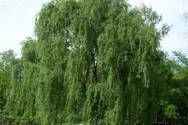 У чому полягає різниця між вербою, лозою та іншими видами верби?