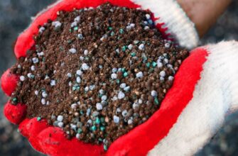 Чому небезпечно удобрювати ґрунт гноєм: основні ризики та наслідки