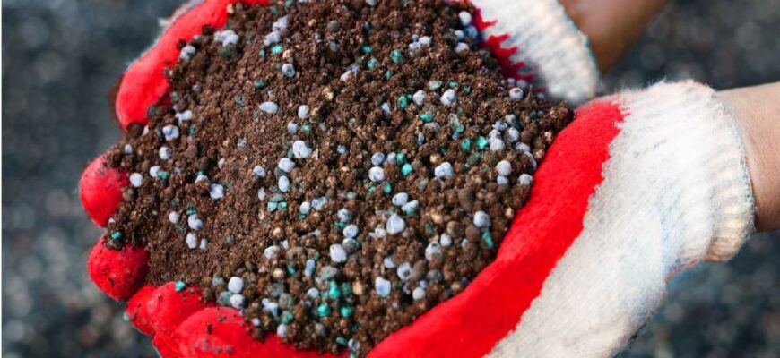 Чому небезпечно удобрювати ґрунт гноєм: основні ризики та наслідки