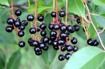 Чи можна їсти ягоди черемхи: користь та потенційні ризики