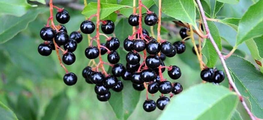 Чи можна їсти ягоди черемхи: користь та потенційні ризики