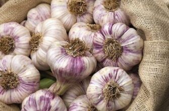 Скільки грамів часнику варто споживати щодня для здоров’я?