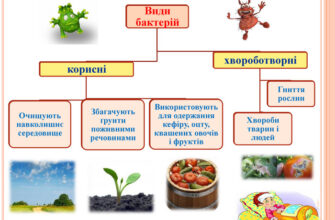 Чим харчуються бактерії: корисне для школярів 5 класу пояснення