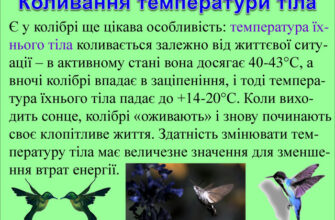 Унікальні властивості колібрі: відкрийте таємниці найменших птахів