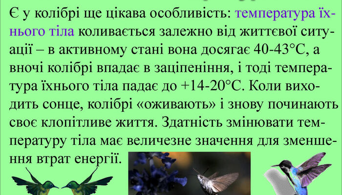 Унікальні властивості колібрі: відкрийте таємниці найменших птахів