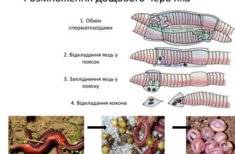 Як розмножуються дощові черв’яки: Способи розмноження та їх особливості