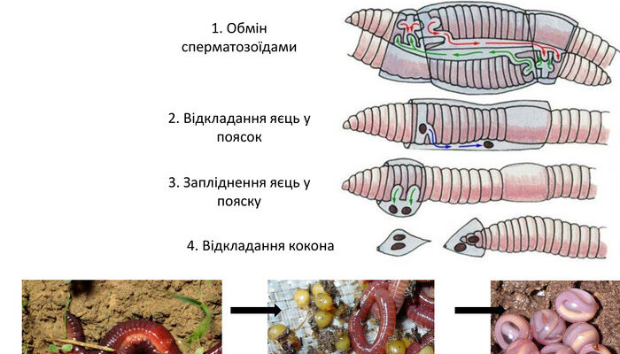 Як розмножуються дощові черв’яки: Способи розмноження та їх особливості