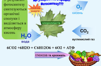 Речовини, утворені від фотосинтезу: детальний аналіз процесу