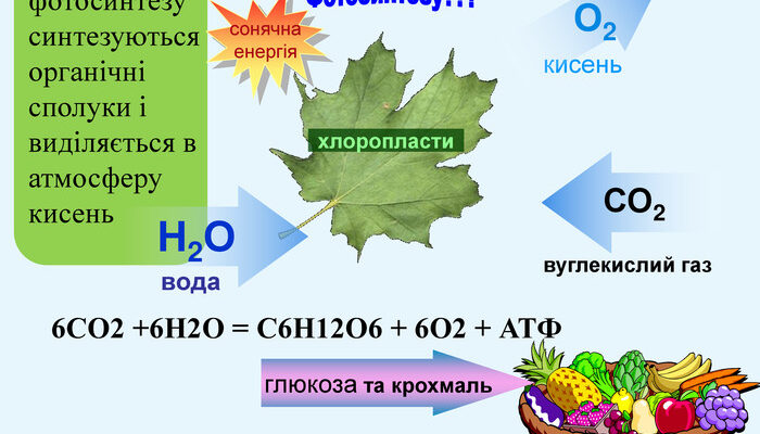 Речовини, утворені від фотосинтезу: детальний аналіз процесу