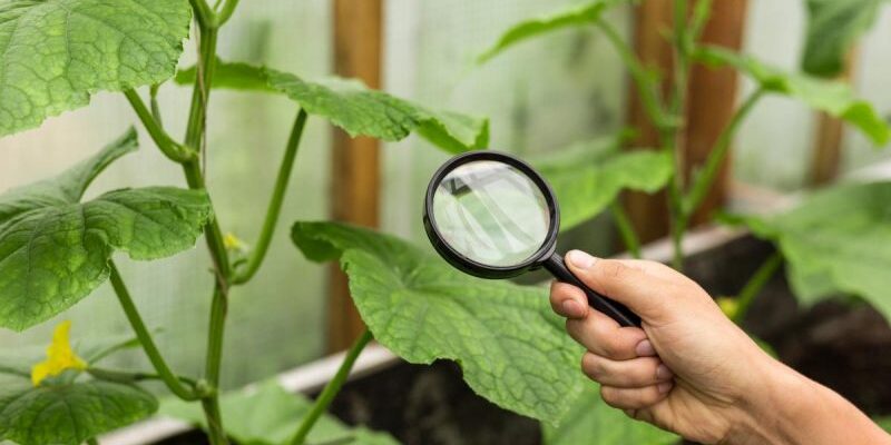 Причини виникнення рудих плям на листках огірків: детальний аналіз