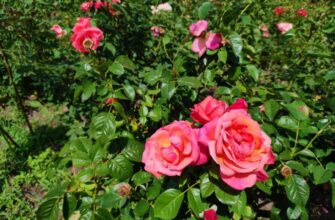 Як часто та з якою періодичністю потрібно обробляти троянди?