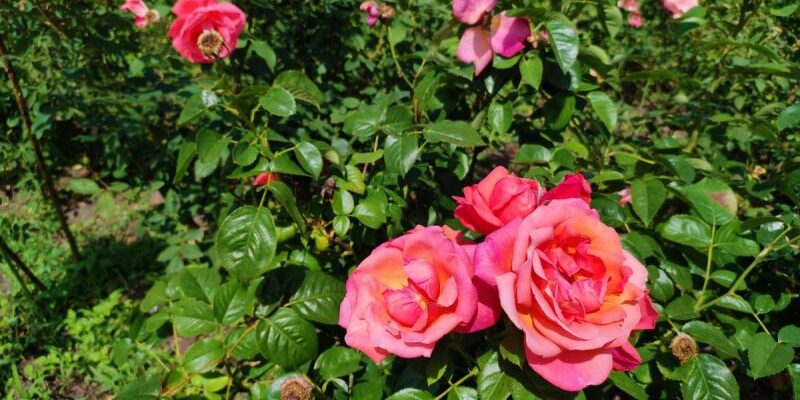 Як часто та з якою періодичністю потрібно обробляти троянди?