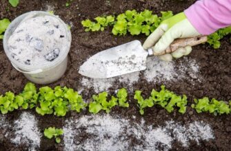 Як правильно удобрити рослини золою: поради для ефективного використання
