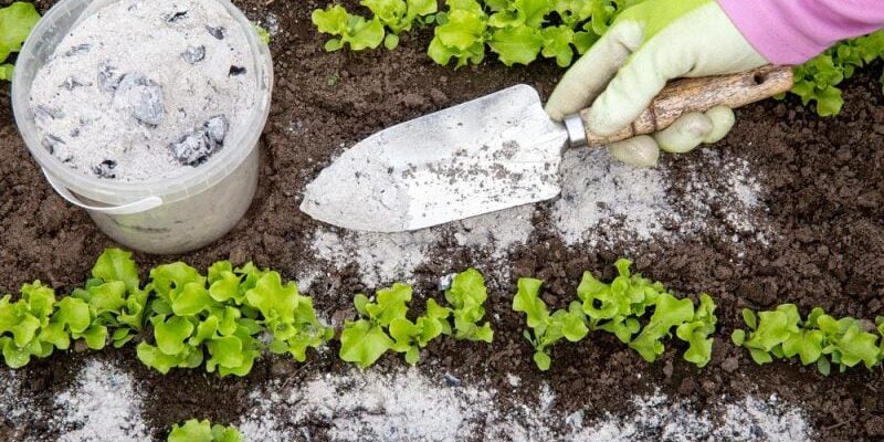 Як правильно удобрити рослини золою: поради для ефективного використання