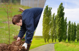 Чому не вирубують тополі: екологічна роль і важливість у містах