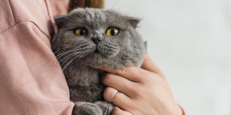 Як впоратися з котом, що заважає спати вночі: ефективні поради