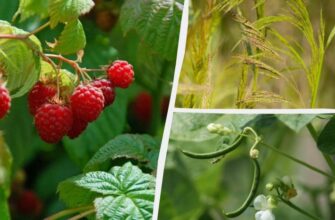 Як запобігти росту в’юна в малині: ефективні поради та рішення