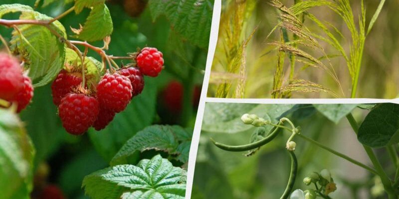 Як запобігти росту в’юна в малині: ефективні поради та рішення