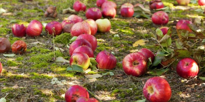Як обробити яблуню, щоб уникнути падіння яблук: перевірені методи