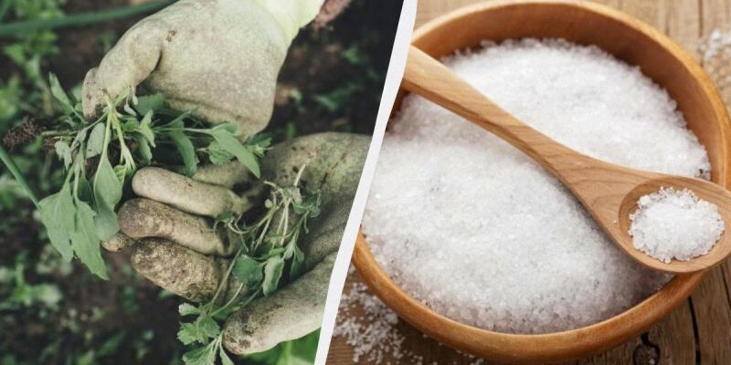 Ефективність солі в боротьбі з бур’янами: Як вона діє на них?