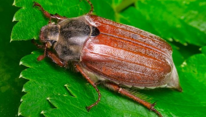 Корисність травневих жуків: вплив на екосистему та природний баланс