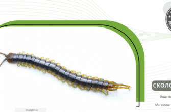 Як позбутися сколопендр у будинку: ефективні поради та методи