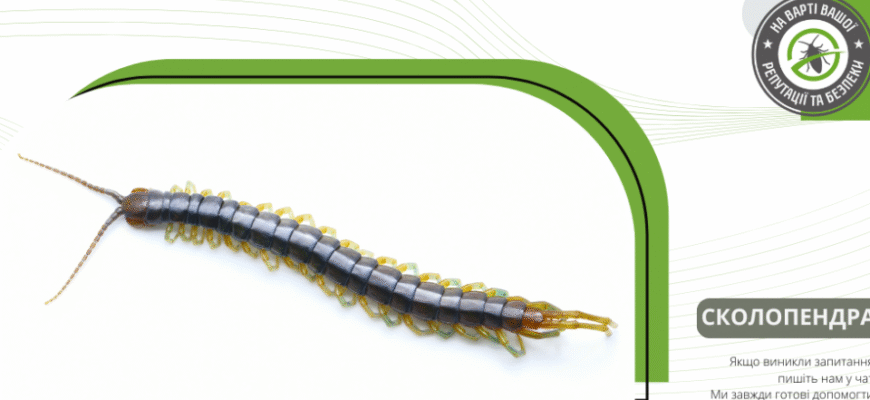 Як позбутися сколопендр у будинку: ефективні поради та методи