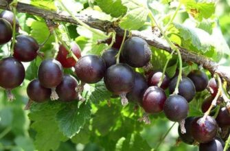 Оптимальний ґрунт для вирощування йошти: секрети успішного садівництва