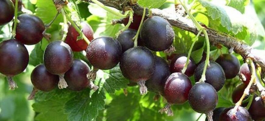 Оптимальний ґрунт для вирощування йошти: секрети успішного садівництва