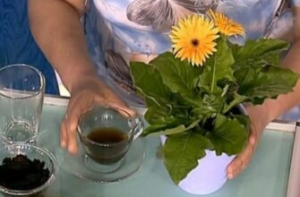 Як створити ефективне домашнє добриво для квітів власноруч