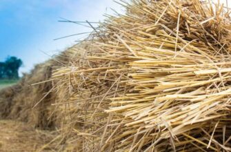 Застосування соломи в городі: ефективні способи використання