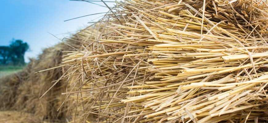 Застосування соломи в городі: ефективні способи використання