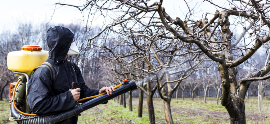Обробка дерев мідним купоросом і сечовиною: покрокова інструкція