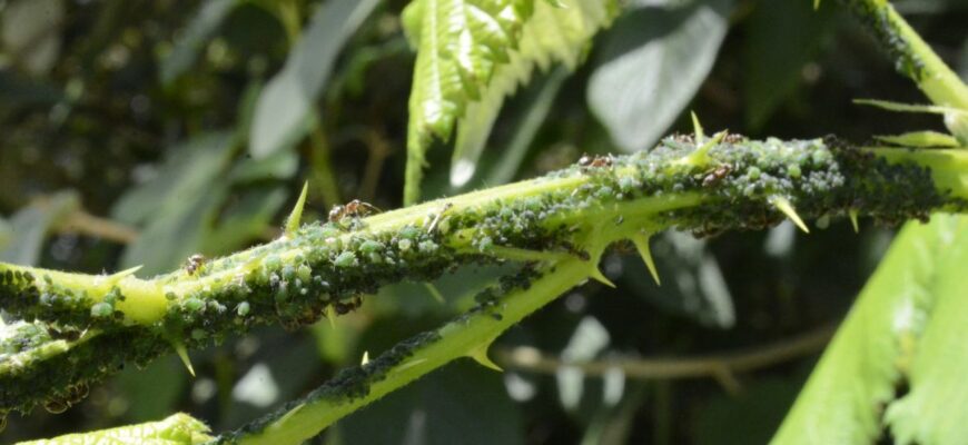 Оптимальний час для обприскування від попелиці: ранок чи вечір?