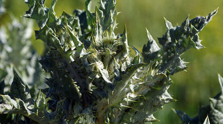 Як називається колючий бур’ян: докладний огляд і види рослин