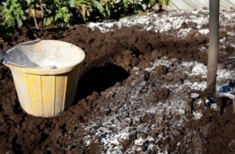 Чи можна посипати землю вапном: користь, небезпека та практичні поради