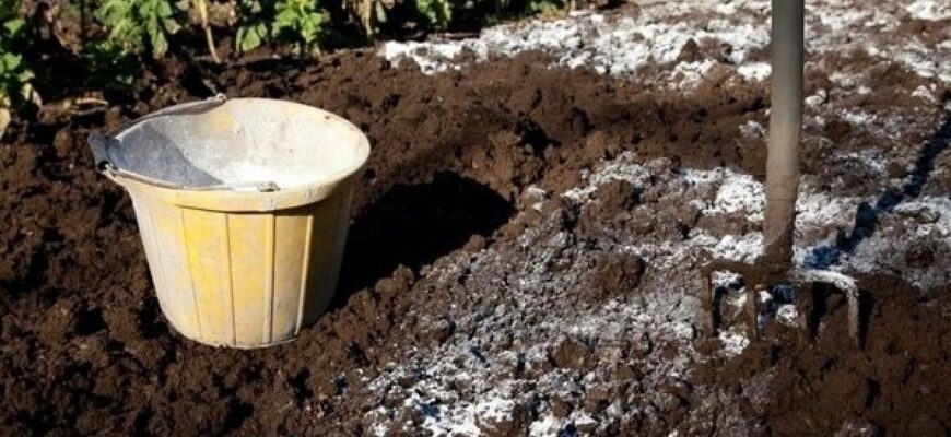 Чи можна посипати землю вапном: користь, небезпека та практичні поради Чи можна посипати землю вапном: користь, небезпека та практичні поради