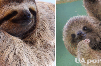 Чому лінивці становлять потенційну загрозу для людини: неочікувані факти