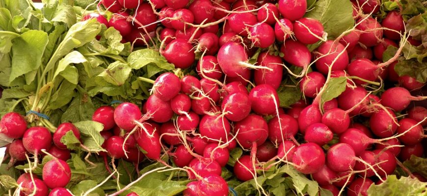 Оптимальні добрива для редиски: що потрібно знати для гарного врожаю