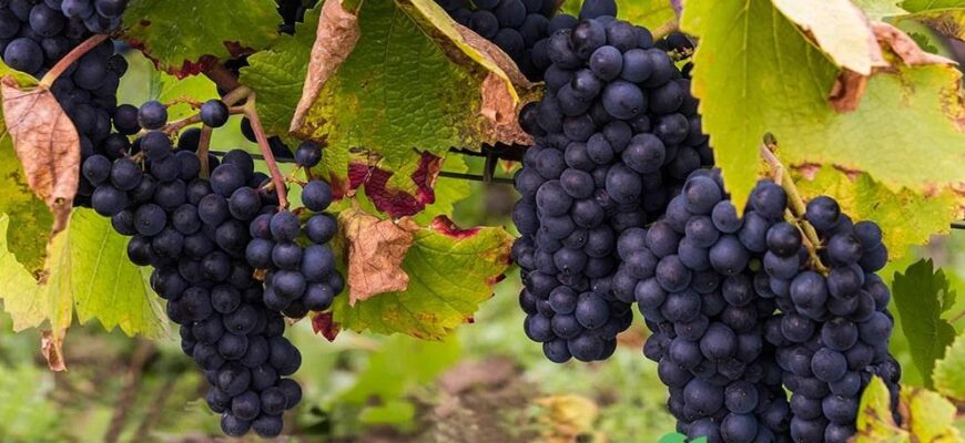 Ефективні способи прискорення дозрівання винограду в домашніх умовах