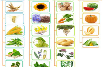 Які основні зернові культури вирощують в українських полях?