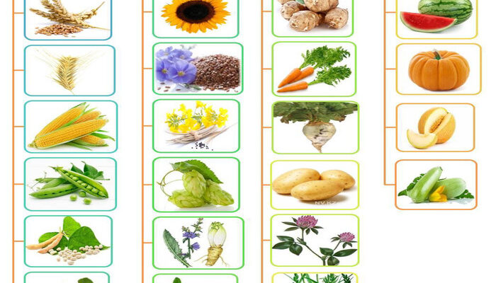 Які основні зернові культури вирощують в українських полях?