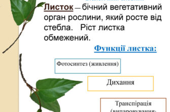 Три основні функції листя: фотосинтез, дихання, транспірація