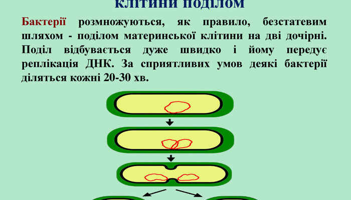 Як бактеріальні клітини отримують живлення та енергію: докладний огляд