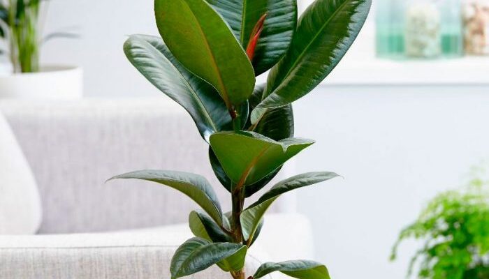 Оптимальний час для живцювання фікуса каучуконосного: поради та секрети Оптимальний час для живцювання фікуса каучуконосного: поради та секрети