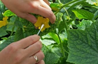 Як правильно запилювати огірки: детальна інструкція для садівників