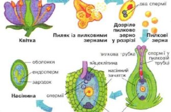 Як відбувається процес запліднення у покритонасінних рослин?