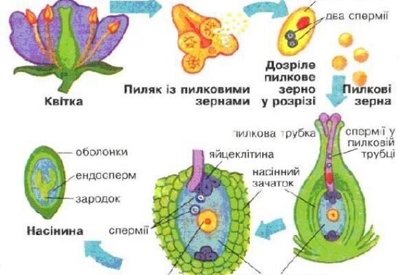 Як розмножуються покритонасінні: процес запилення й запліднення