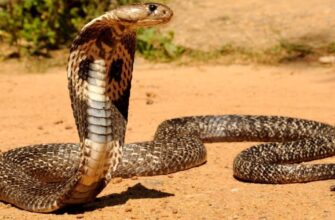 Хто є природними ворогами кобри: захист та виживання змій