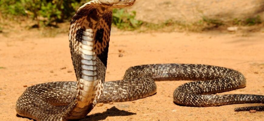 Хто є природними ворогами кобри: захист та виживання змій